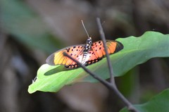 Pseudacraea boisduvalii