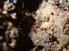 Hypoponera punctatissima