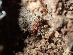 Hypoponera punctatissima