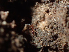 Hypoponera punctatissima