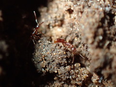 Hypoponera punctatissima