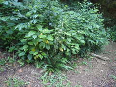 Chlorophytum bowkeri