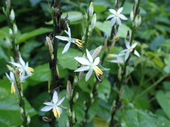 Chlorophytum bowkeri