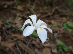 Dietes iridioides
