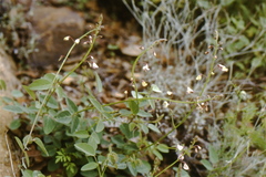 Desmodium grahamii