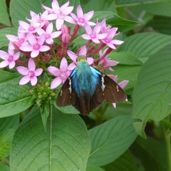 Astraptes fulgerator fulgerator