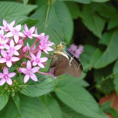 Astraptes fulgerator fulgerator