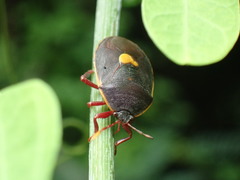 Colpoproctus pullus