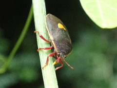 Colpoproctus pullus