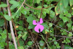 Impatiens hoehnelii