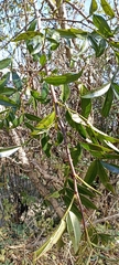Zanthoxylum acanthopodium