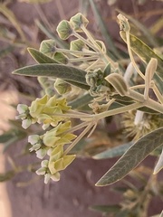Gomphocarpus sinaicus
