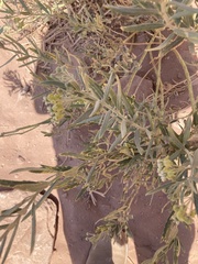 Gomphocarpus sinaicus