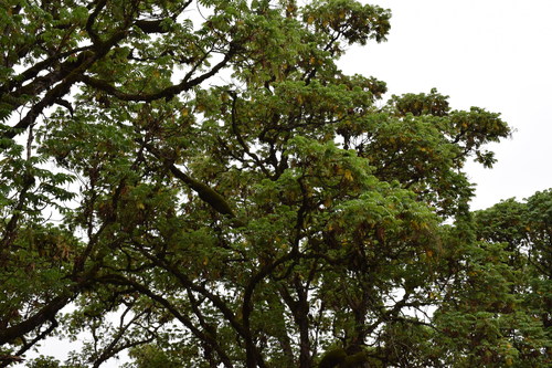 African Redwood