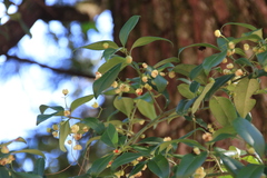 Euonymus spraguei