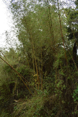 Oldeania alpina · iNaturalist United Kingdom