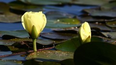 Hydrocleys nymphoides