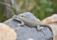 Liolaemus austromendocinus