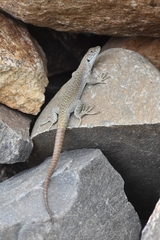 Liolaemus austromendocinus