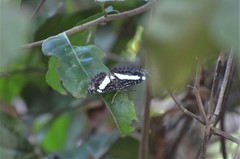 Euptera kinugnana kinugnana