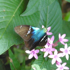 Astraptes fulgerator fulgerator