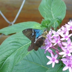 Astraptes fulgerator fulgerator