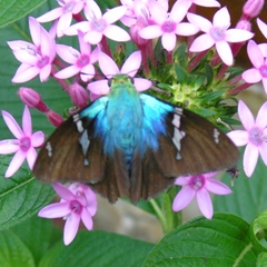 Astraptes fulgerator fulgerator