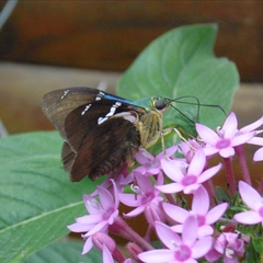 Astraptes fulgerator fulgerator