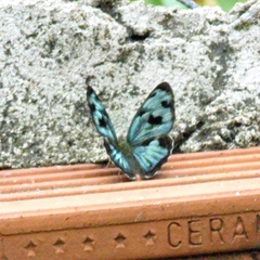 Dynamine postverta postverta