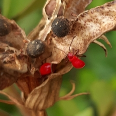 Arthropoda