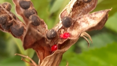Arthropoda