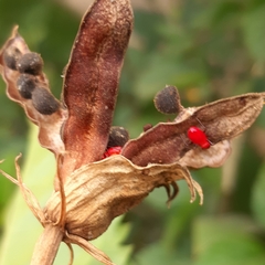 Arthropoda