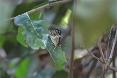 Euptera kinugnana kinugnana