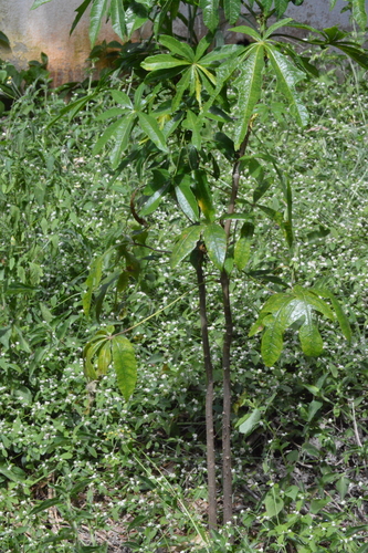 Theobroma speciosum (Theobroma speciosum)