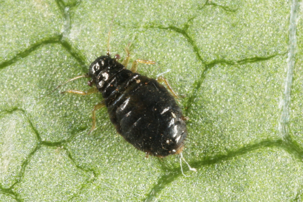 Caricosipha