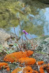 Utricularia caerulea