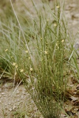 Linum neomexicanum