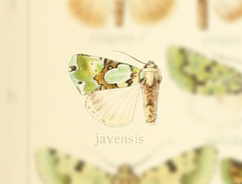 Nacna javensis