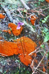Utricularia caerulea