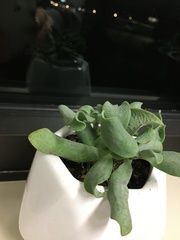 Crassula arborescens undulatifolia