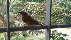 Pogoniulus chrysoconus