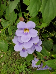 Thunbergia grandiflora image