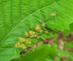 Neuroterus quercusirregularis