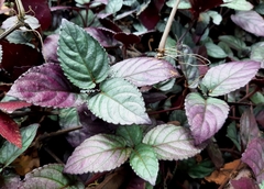 Hemigraphis colorata