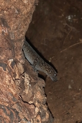 Gymnodactylus darwinii