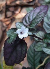 Hemigraphis colorata