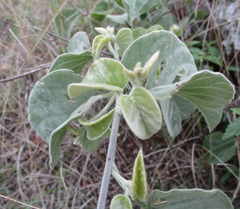 Ipomoea verbascoidea