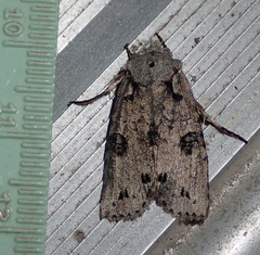 Lithophane querquera