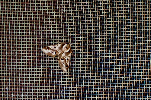 Doubleday's Baileya Moth photo 5