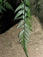 Asplenium appendiculatum appendiculatum